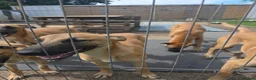 Belgian Shepherd Dog dogs for sale: Belgian Malinois puppies - 6 months old in Tonbridge - Advert 13