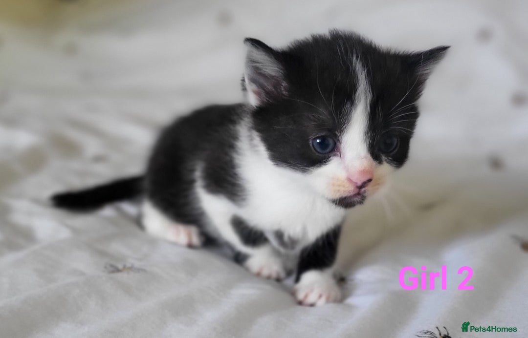 British Longhair cats for sale: 4 gorgeous kittens avaliable  - Image 4