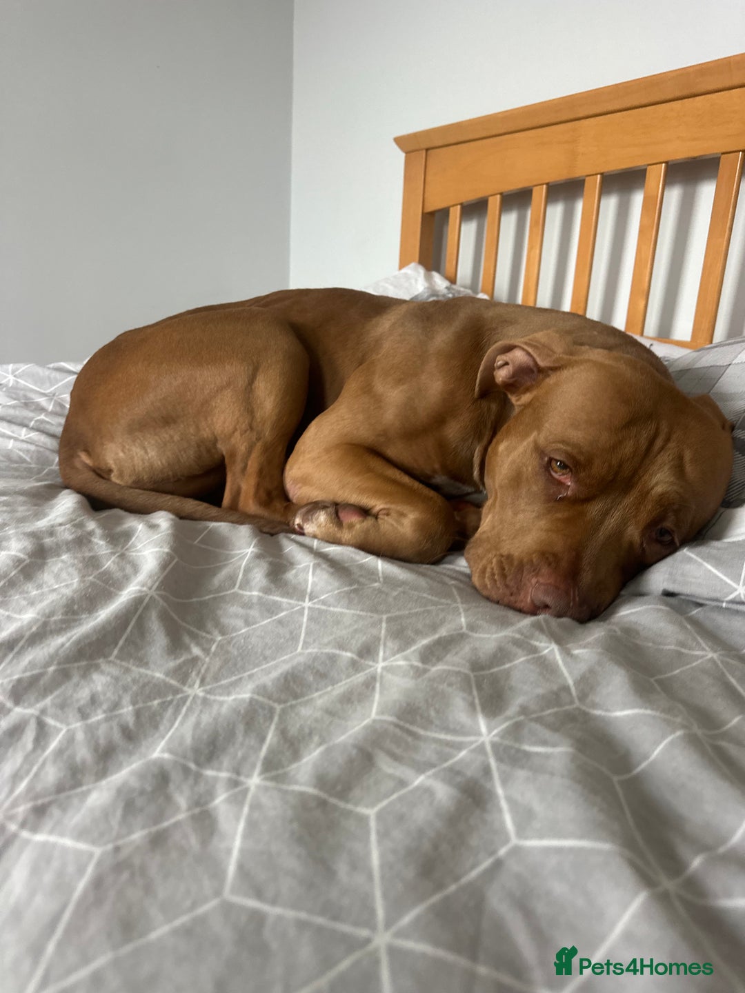 American Bull Staffy dogs for sale: Loving female for adoption  - Advert 10