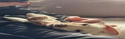 Lurcher dogs for sale: Lurcher pup - Advert 4