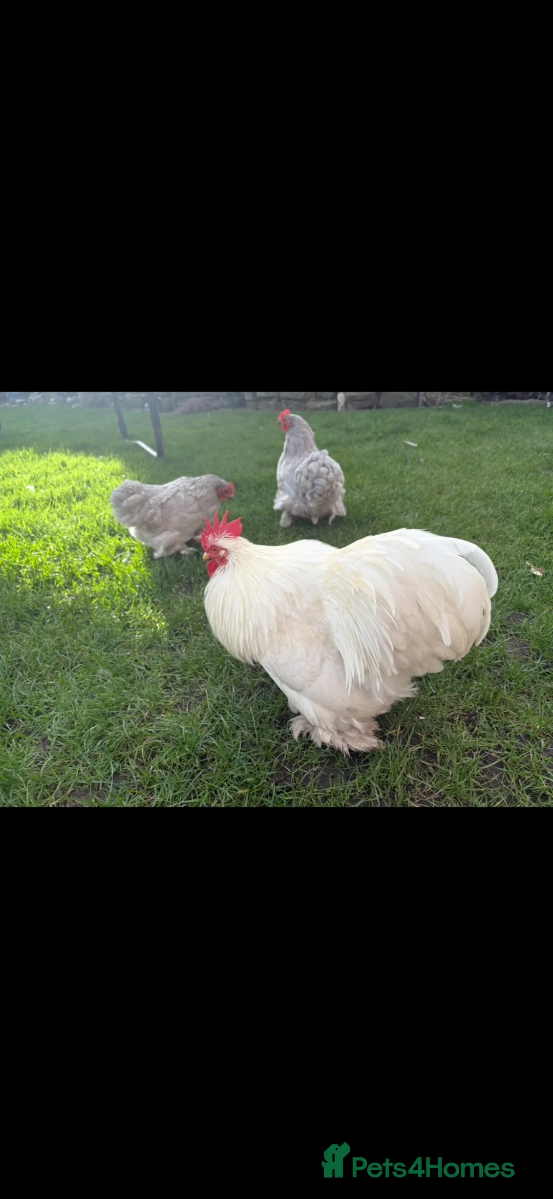Chickens poultry for sale: 2 bantam pekin roosters rehoming  in Gateshead - Advert 7