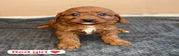 Cavapoo dogs for sale: Beautiful Cavapoo Puppies🐶❤️ - Advert 15