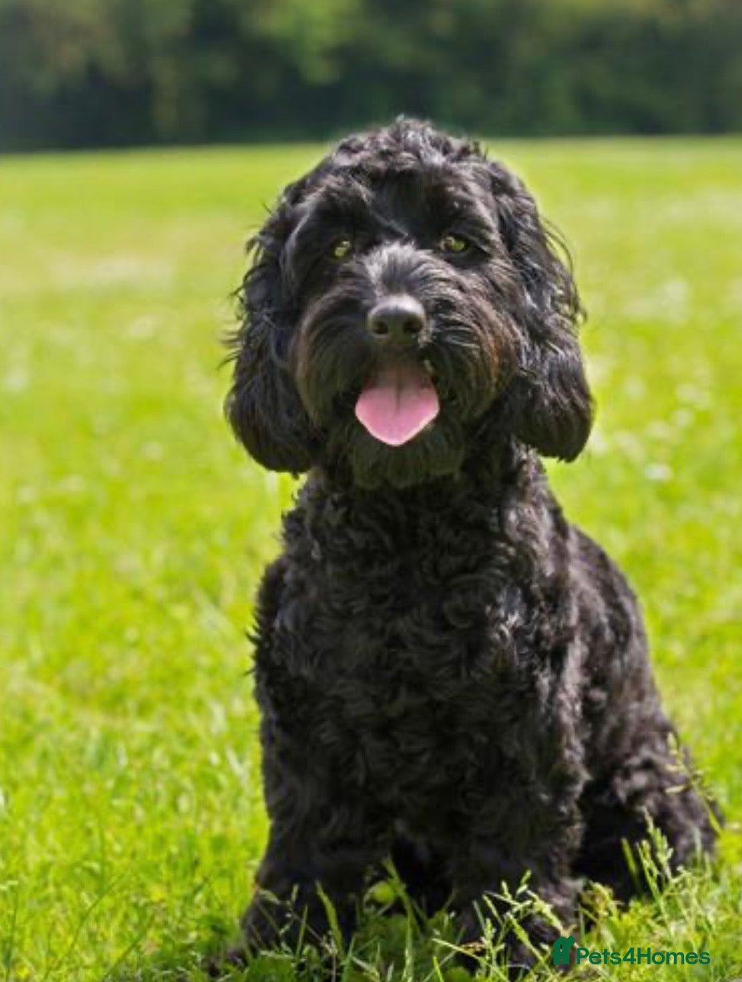 Cockapoo dogs PRICE REDUCED-F1 Rare Parti, Solid/Merle Cockapoos - Advert 3