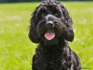 Cockapoo dogs PRICE REDUCED-F1 Rare Parti, Solid/Merle Cockapoos - Advert 3