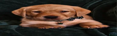 Labrador Retriever 4