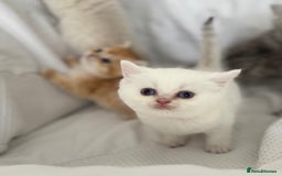 British Shorthair cats for sale: Stunning silver tipped GCCF kitten - Image 6