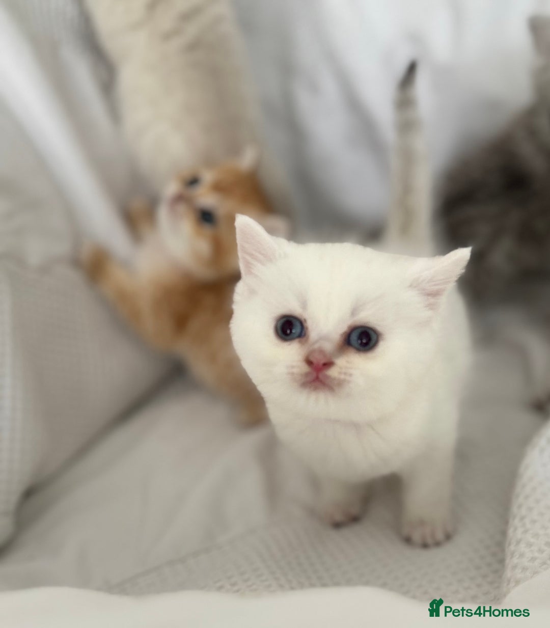 British Shorthair cats for sale: Stunning silver tipped GCCF kitten - Image 6