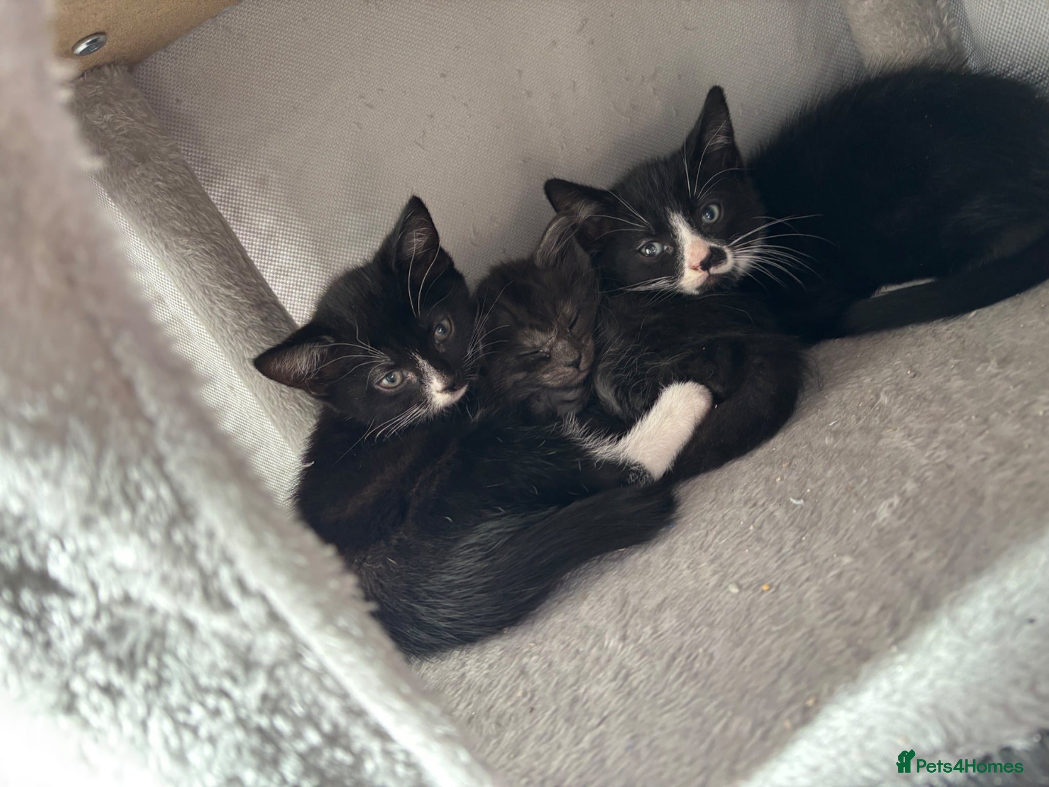 Mixed Breed cats Sweet little kittens  - Advert 1