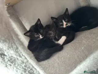 Mixed Breed cats Sweet little kittens - Advert 1