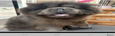 Chow Chow 1