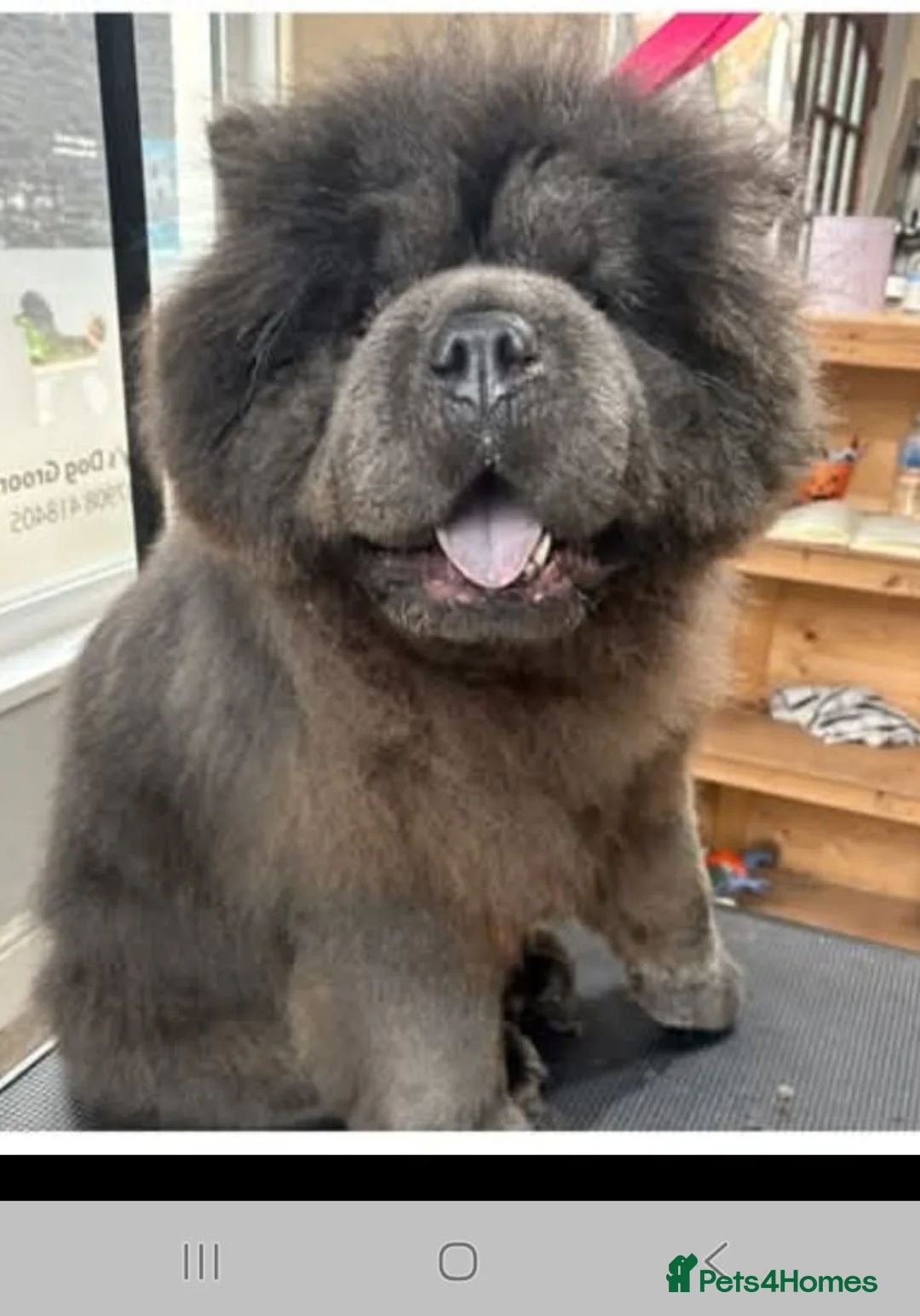 Chow Chow dogs for sale: Blue Male CHOW CHOW - Advert 2