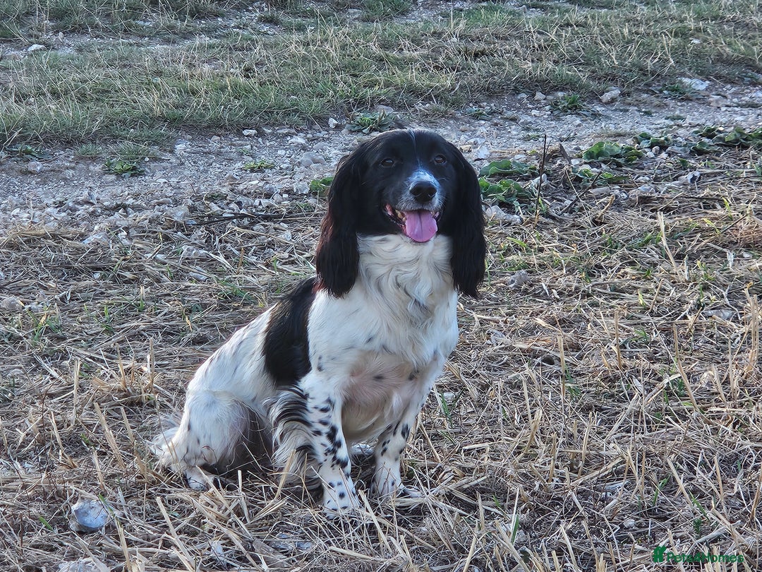 English Springer Spaniel dogs for sale: KC 10 week old Springer Spaniel puppies - Image 10