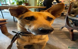 Mixed Breed dogs for adoption: Stunning Alfonz ready for love - Image 5