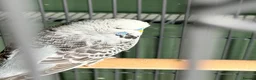 Lovebirds birds for sale: 3 Tame Budgies + Large Cage & Stand   in Newport - Advert 3