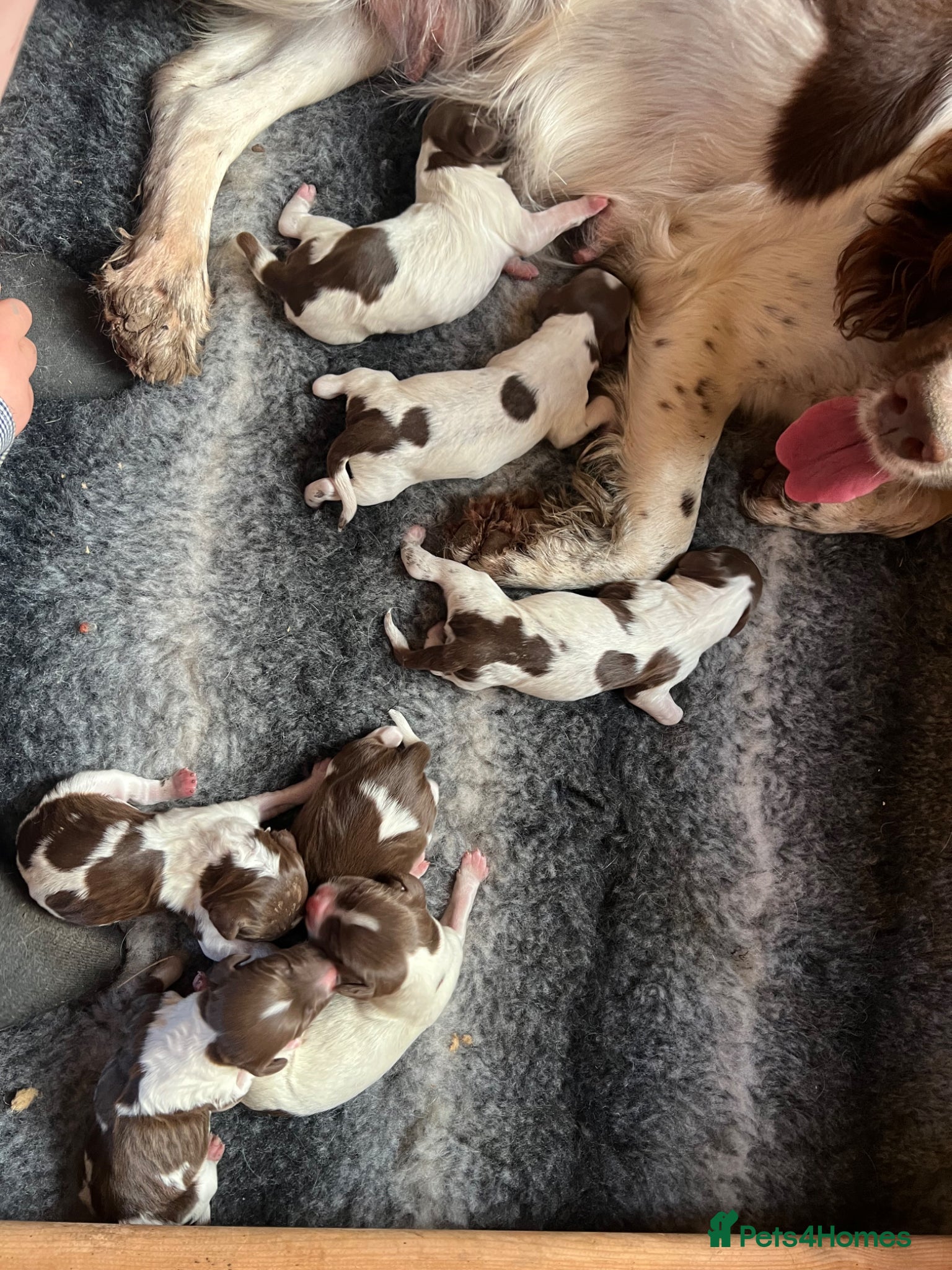 English Springer Spaniel dogs English Springer Spaniel Puppies (Working parents) - Advert 1