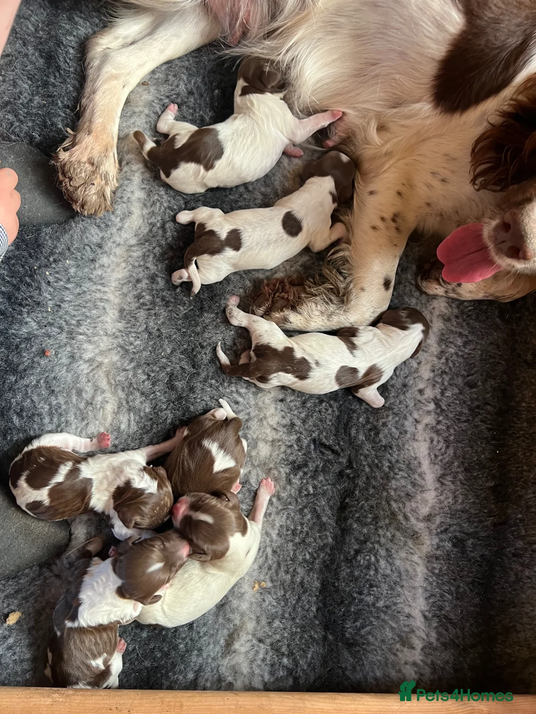 English Springer Spaniel dogs for sale: English Springer Spaniel Puppies (Working parents) - Advert 1
