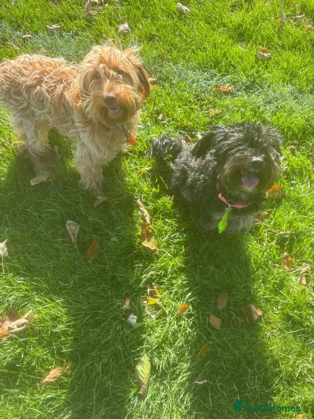 Mixed Breed dogs for sale: Looking for loving homes  in Portsmouth - Advert 9