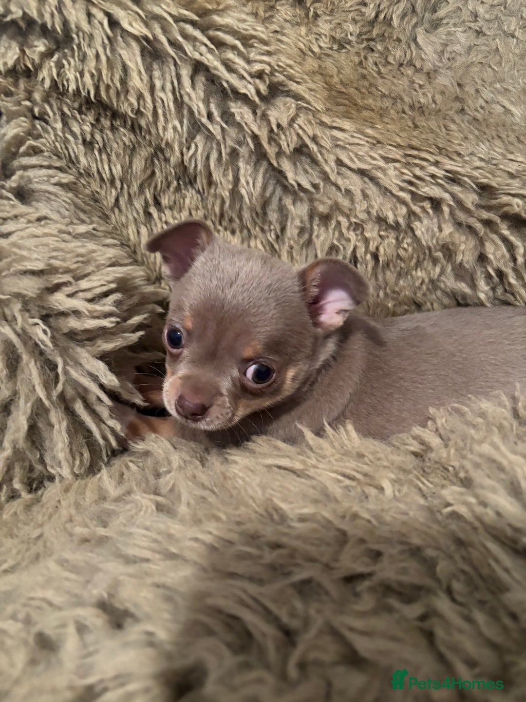 Chihuahua dogs for sale: Chihuahua  - Image 6