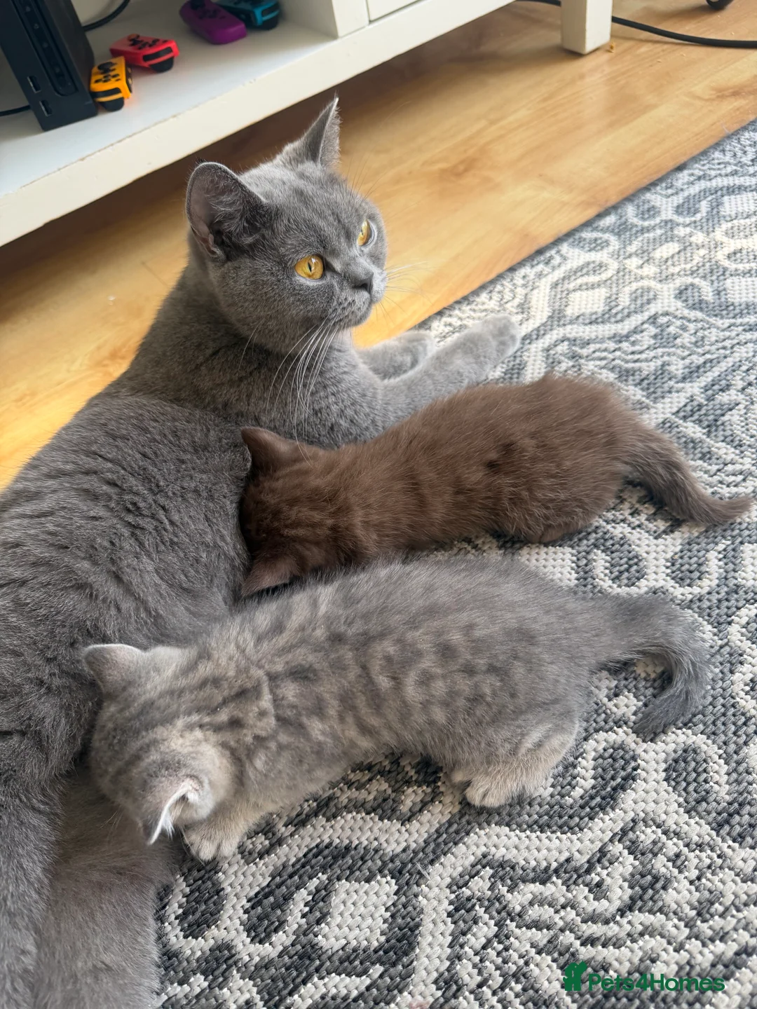British Shorthair cats for sale: British shorthair kittens  - Advert 2