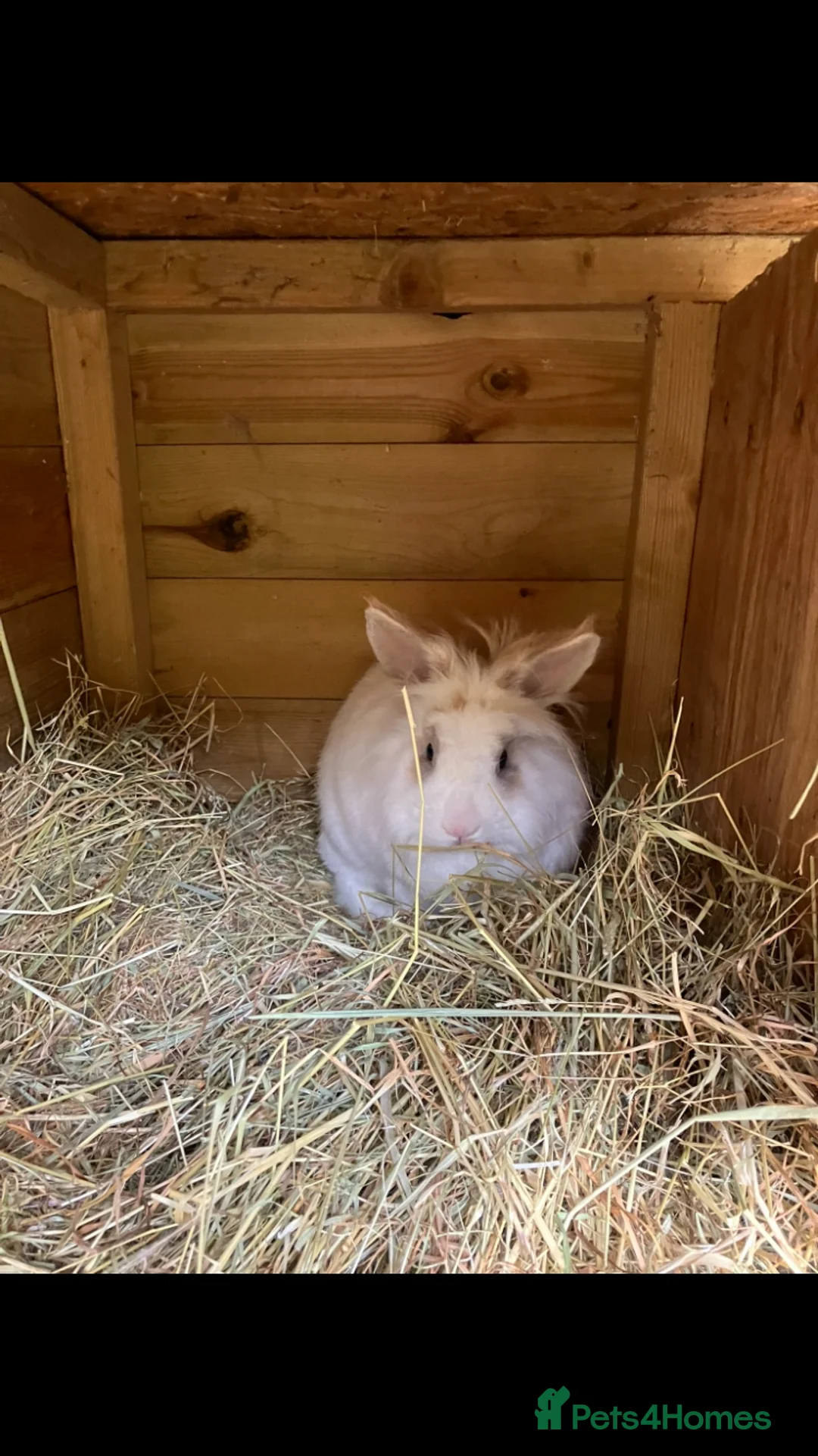 Mixed Breed rabbits for sale: Lionhead neutered girl - Advert 2