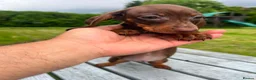 Miniature Dachshund dogs for sale: Reduced price -Mini Dachshund Puppies  Chocolate - Advert 5