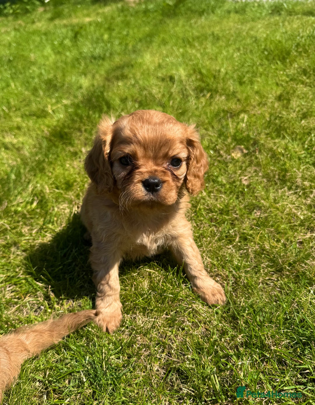 Cavalier King Charles Spaniel dogs for sale: Stunning cavalier King Charles spaniel puppies. - Image 15