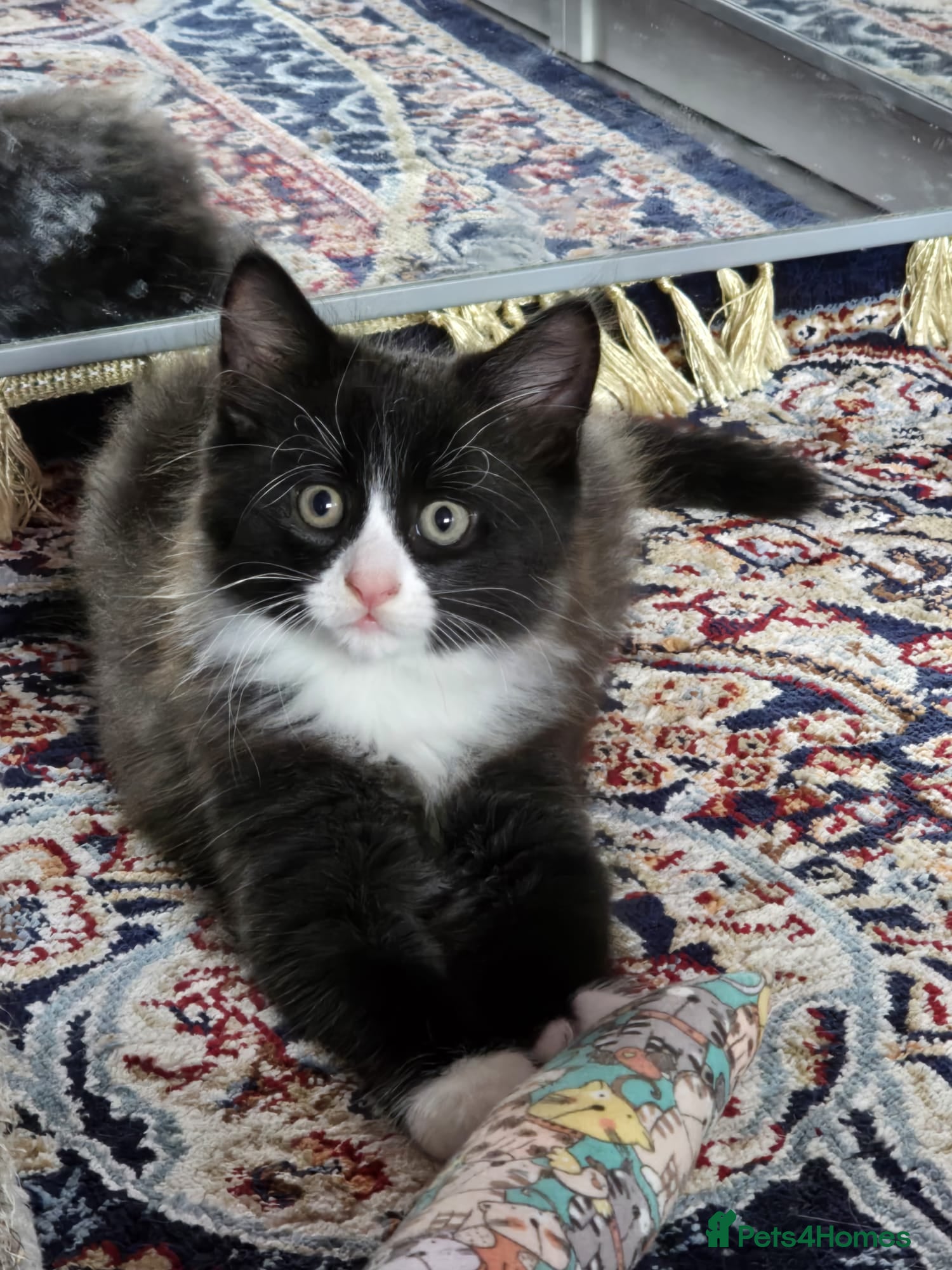 Mixed Breed cats Raised With Love – Gorgeous Kittens - Advert 16