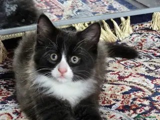 Mixed Breed cats Raised With Love – Gorgeous Kittens - Advert 16