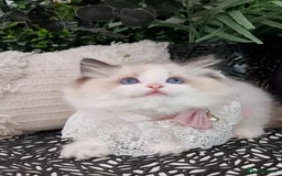 Ragdoll cats for sale: 🩷✨️Lovely Chunky EU kittens✨️🏆TICA Award cattery - Image 28