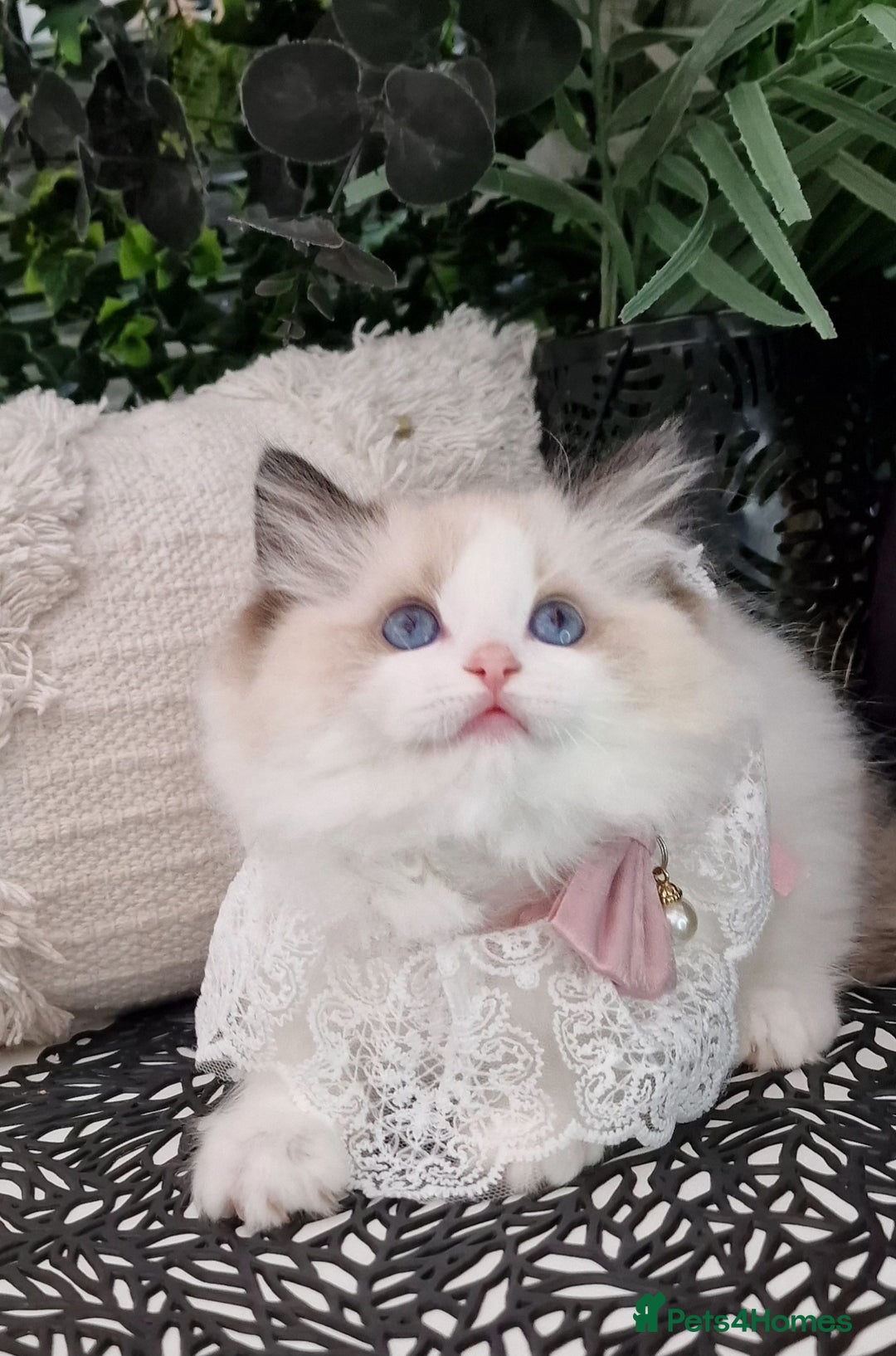Ragdoll cats for sale: 🩷✨️Lovely Chunky EU kittens✨️🏆TICA Award cattery - Image 28