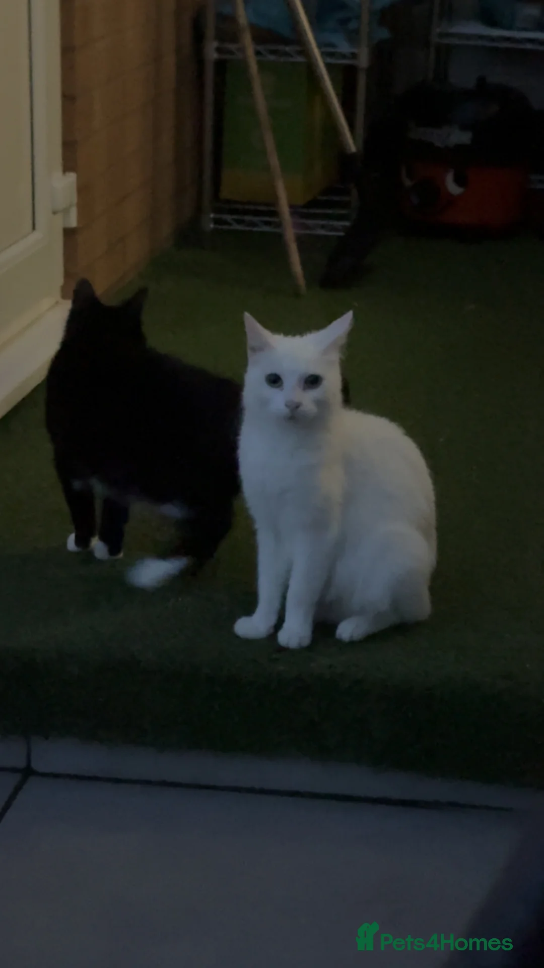 Mixed Breed cats for sale: 8 kittens available  in Leicester - Advert 2
