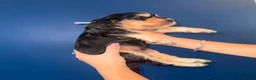 Cocker Spaniel dogs for sale: KC registered Black & Tan Sable Boy 🩵 - Advert 5