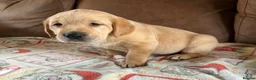 Labrador Retriever dogs for sale: Labrador X Golden retriever  - Advert 8
