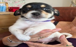 Mixed Breed dogs for sale: Yorkshire terrier x jack russell - Image 6