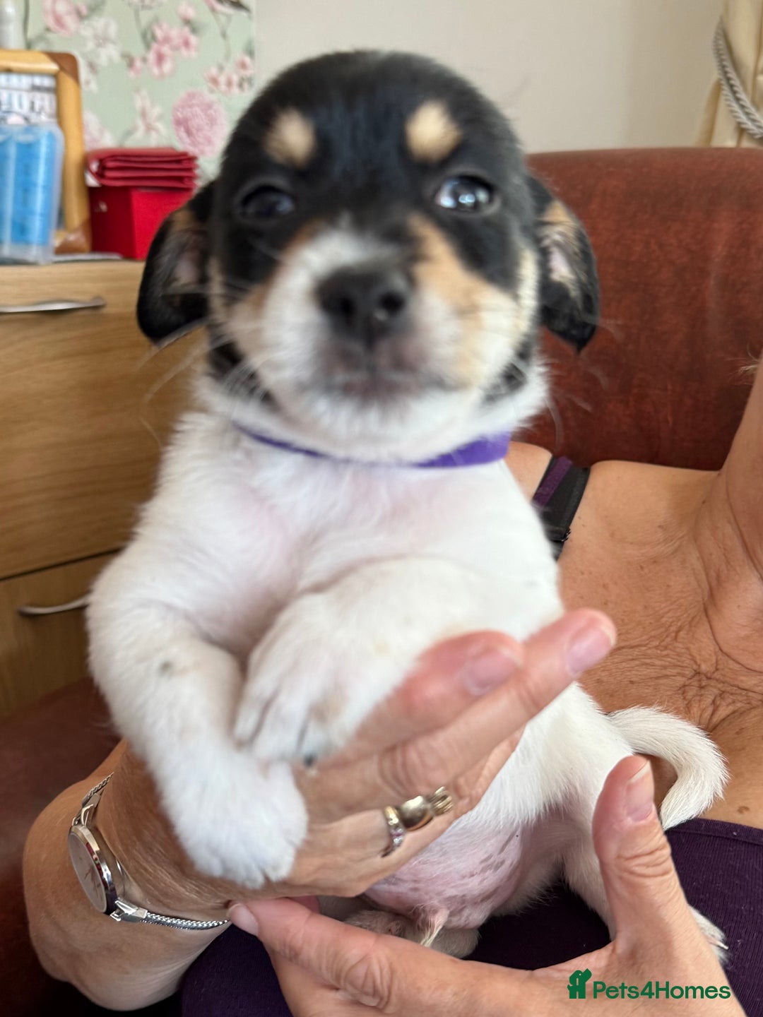Mixed Breed dogs for sale: Yorkshire terrier x jack russell - Image 6