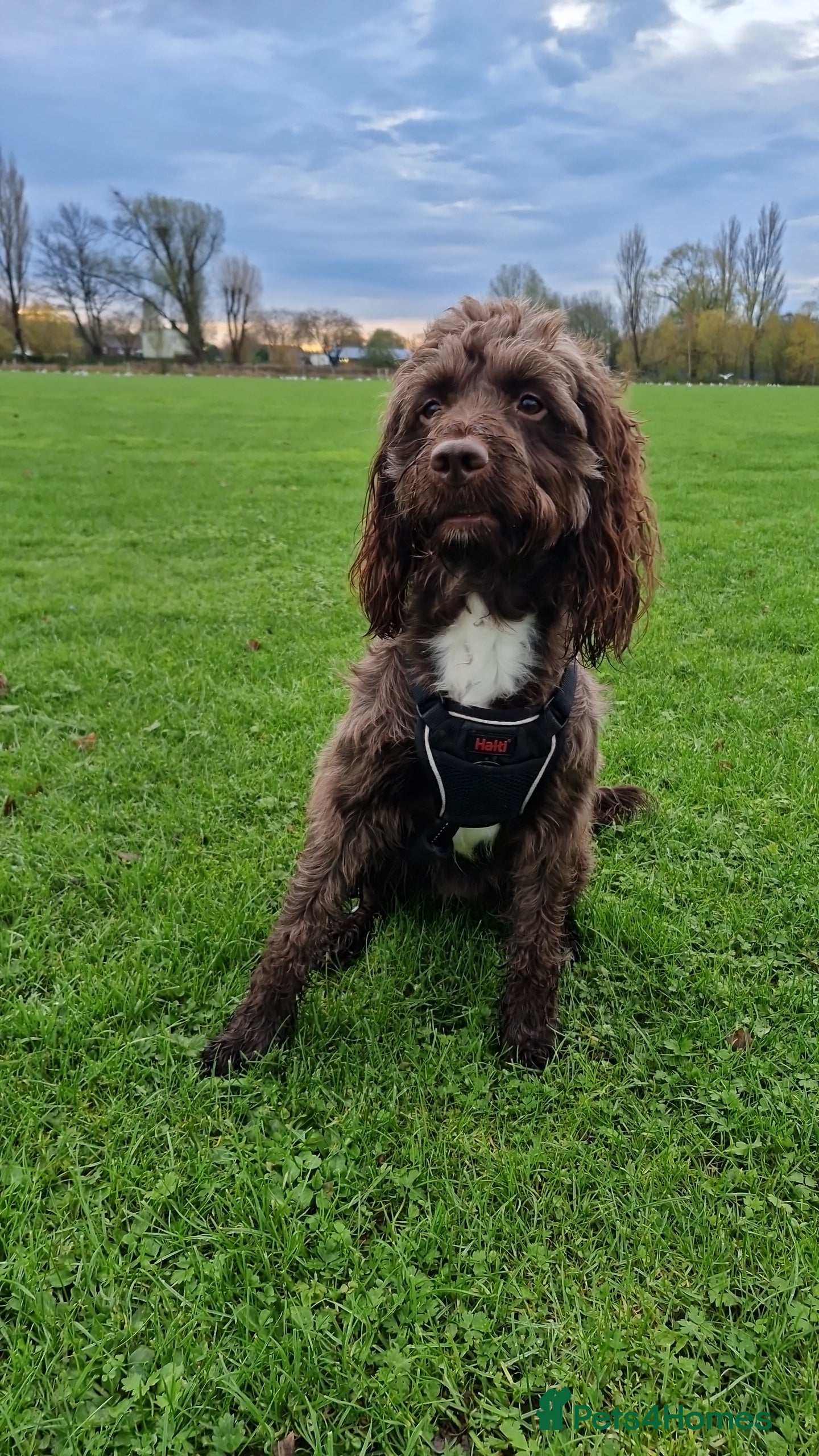 Sproodle dogs Sproodle f1b puppies - Advert 6