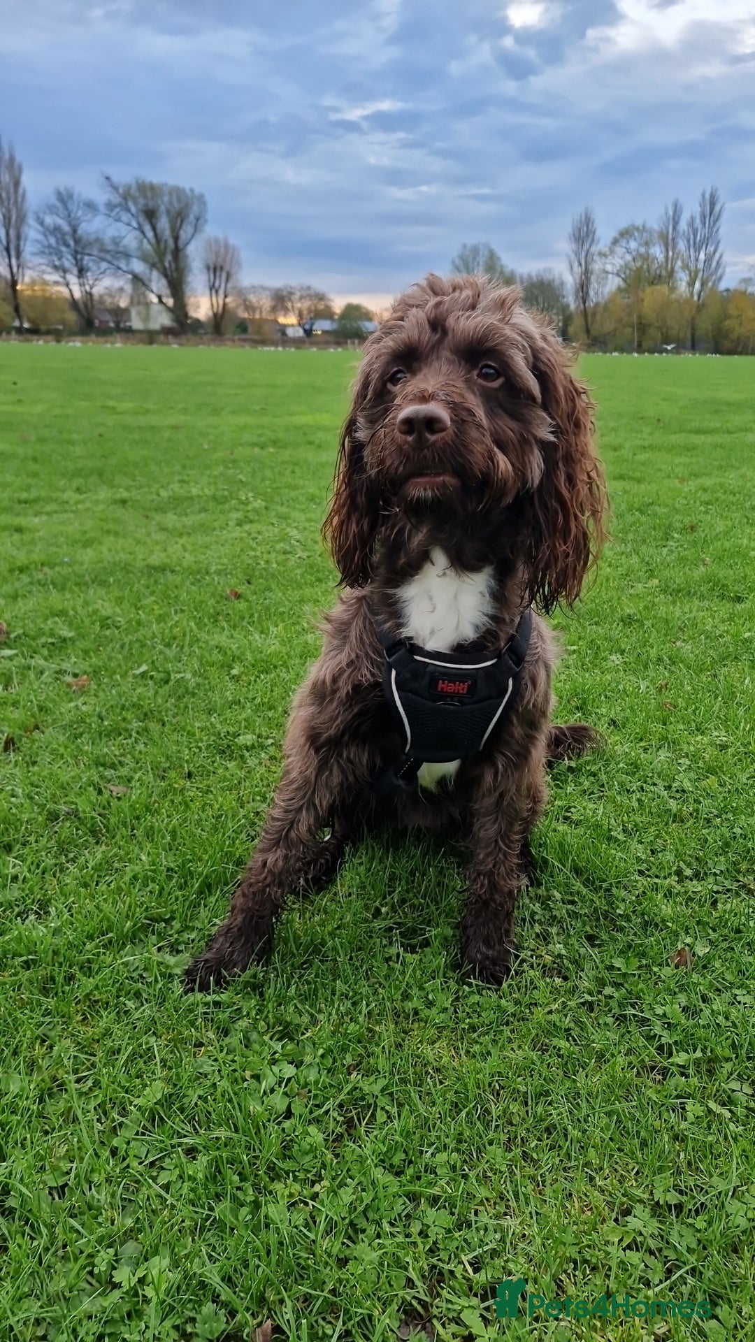 Sproodle dogs for sale: Sproodle f1b puppies - Advert 1