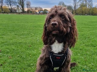 Sproodle dogs Sproodle f1b puppies - Advert 3