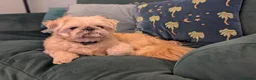 Shih Tzu dogs for sale: 3-year old Shih Tzu Louie - Advert 3