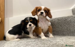 Cavalier King Charles Spaniel dogs for sale: Cavalier puppies  - Image 2