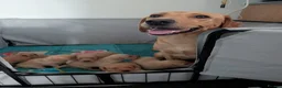 Labrador Retriever dogs for sale: Labrador retriever puppies for sale  - Advert 6