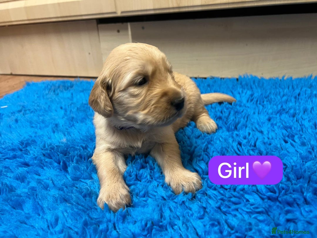 Golden Retriever dogs for sale: Gorgeous KC registered golden retriever puppies - Advert 14