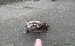 Olde English Bulldogge dogs for sale: 6 month NEBBR olde English bulldog  - Image 1
