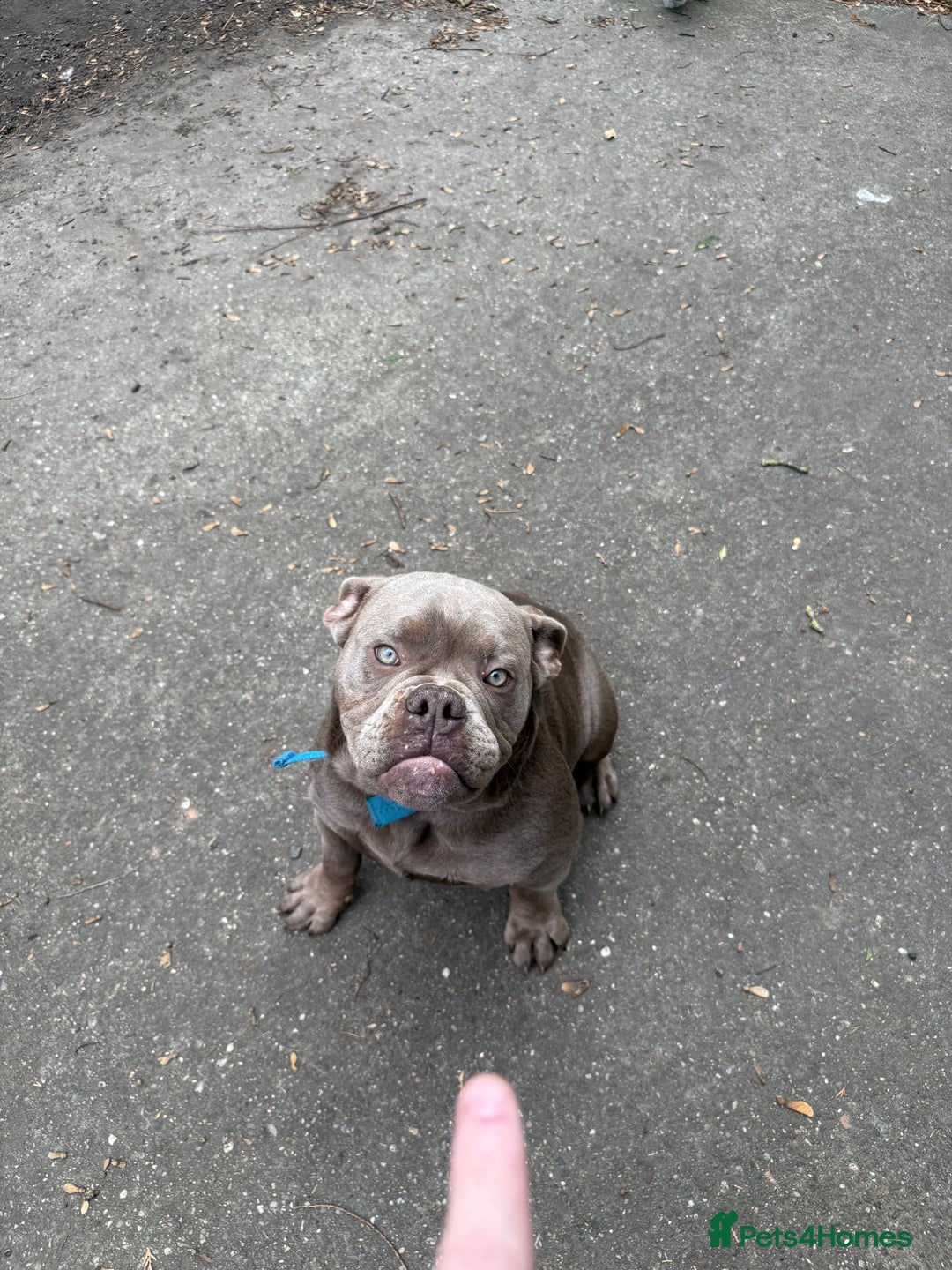 Olde English Bulldogge dogs for sale: 6 month NEBBR olde English bulldog  - Image 1