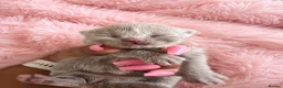 British Shorthair cats for sale: Exceptional GCCF British Shorthair Kittens  - Advert 5