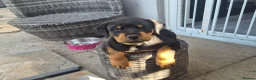 Rottweiler dogs for sale: Rottweiler girl looking for her sofa!!+  - Advert 4