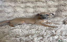 Italian Greyhound dogs for sale: 3/4 Italian greyhound puppies - Image 2