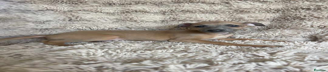 Italian Greyhound Puppy 1
