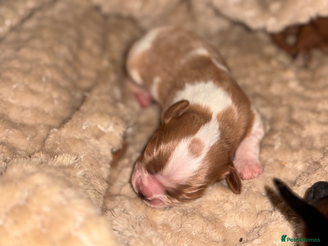 Cavalier King Charles Spaniel dogs for sale: Beautiful pups DNA HEALTH TESTED parents  - Advert 5