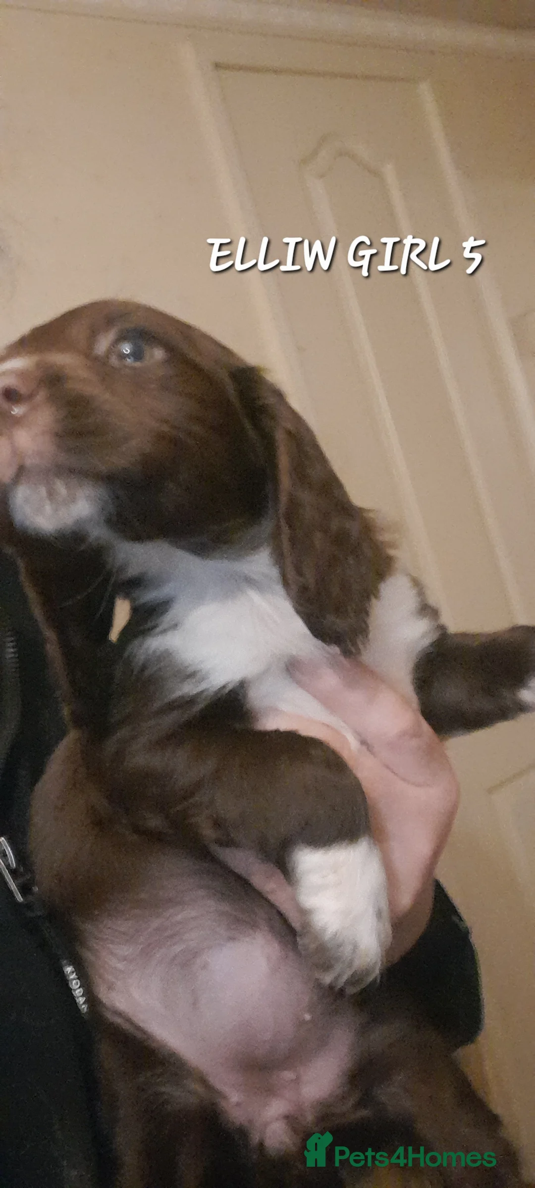 Sprocker dogs for sale: Beautiful Sprocker Litter - Advert 12